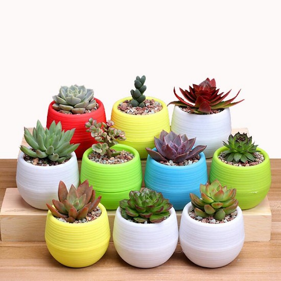 How to Make Succulents Colorful