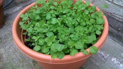 How To Harvest Methi Leaves Growing Methi In Pots India Gardening