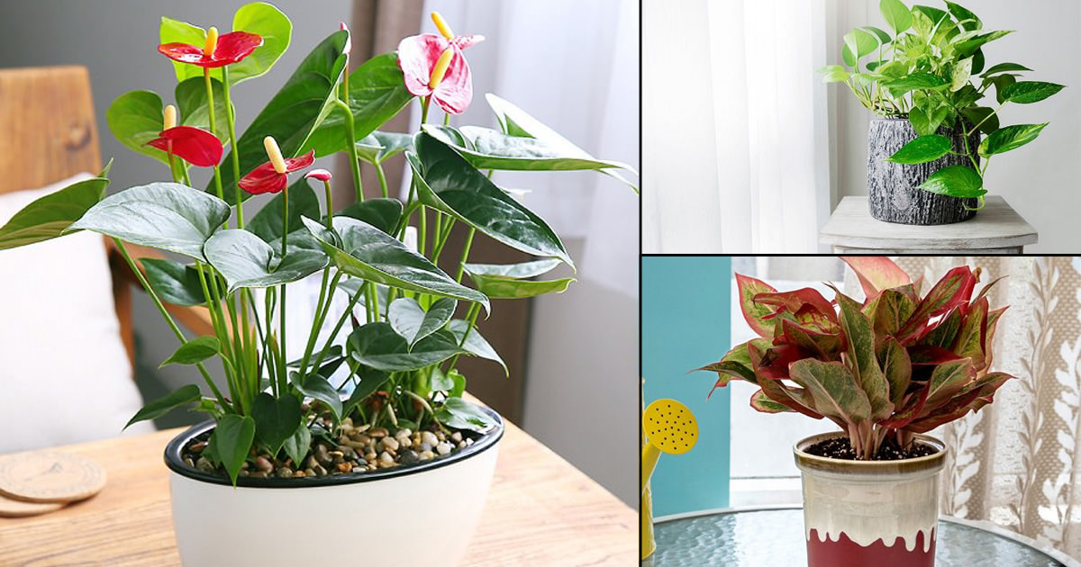 10 Of The Best Indoor Plants Mumbai | Indoor Plants For Mumbai Weather