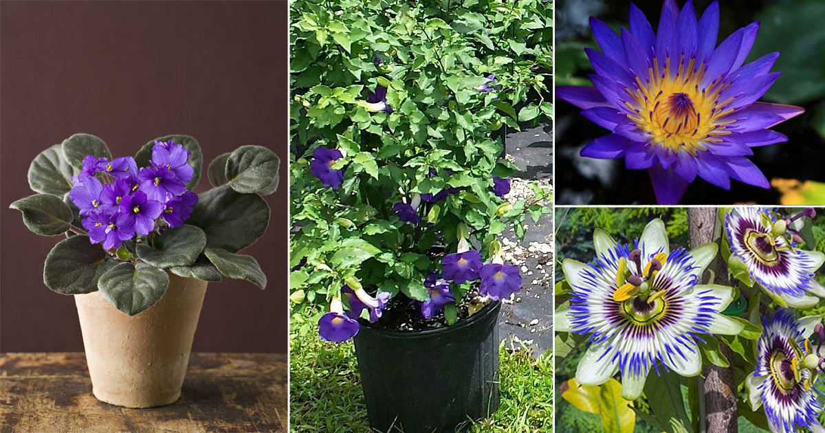 11 Violet Color Flowers in India | Violet Flower Names • India Gardening