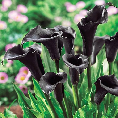 12 Types of Black Flowers in India • India Gardening