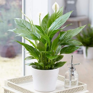 10 Of The Best Indoor Plants Mumbai | Indoor Plants For Mumbai Weather