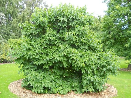 Fruit Trees for Home Garden India 5