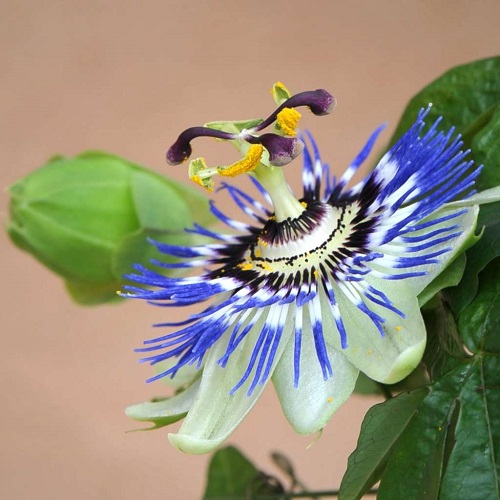 14 Best Blue Flowering Plants You Can Grow in India • India Gardening
