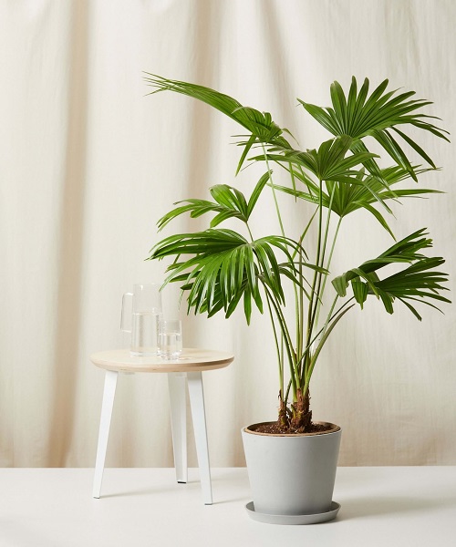 Indoor Palm Tree Care How To Trim A