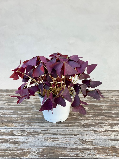 12 Beautiful Purple Indoor Plants You Can Grow in India