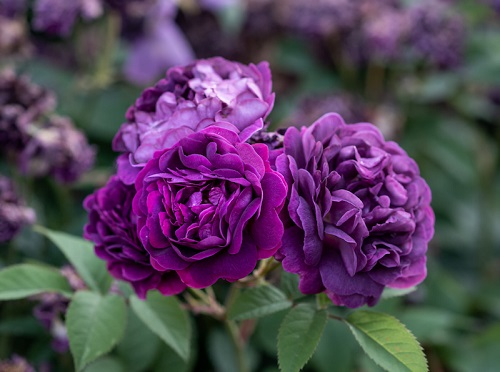 12 Awesome Dark Purple Rose Varieties in India • India Gardening