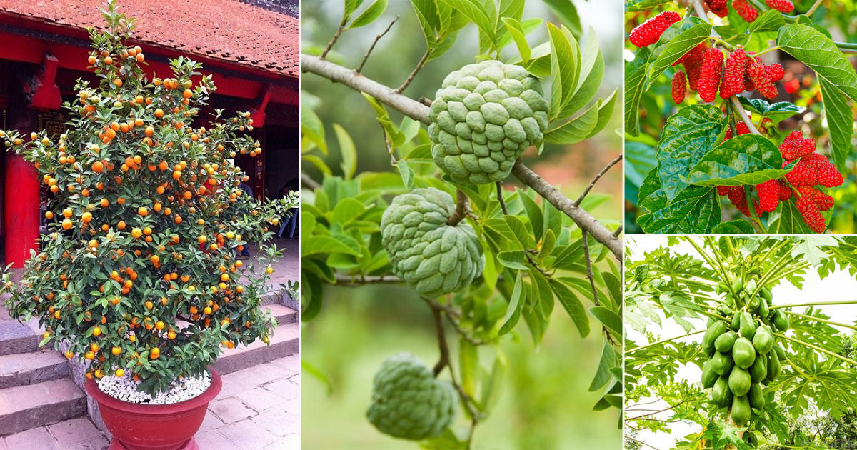 Fastest growing fruits trees