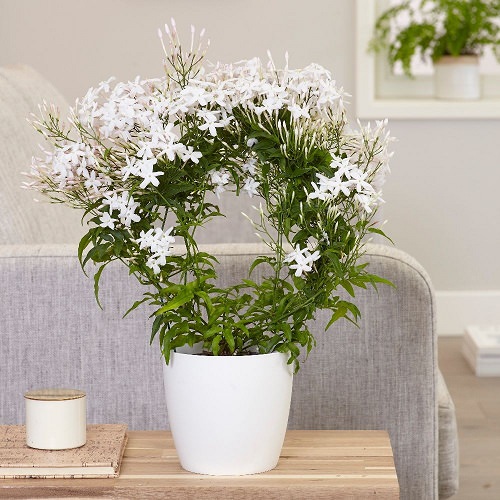 Jasmine plant indoor in the south