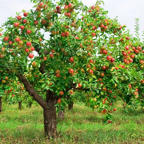 Grands arbres fruitiers à croissance rapide