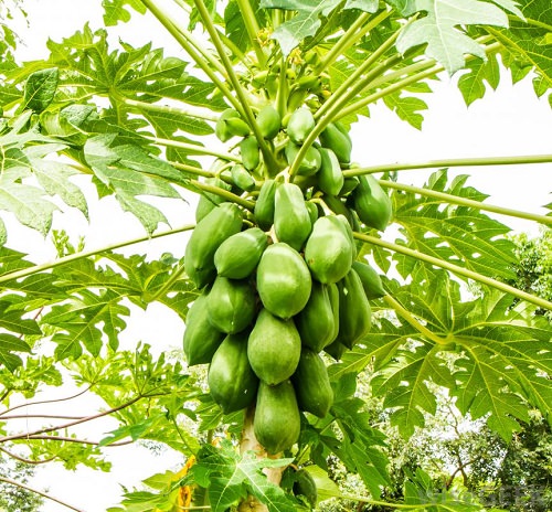 Grandes frutas verdes cultivadas em árvores na Índia