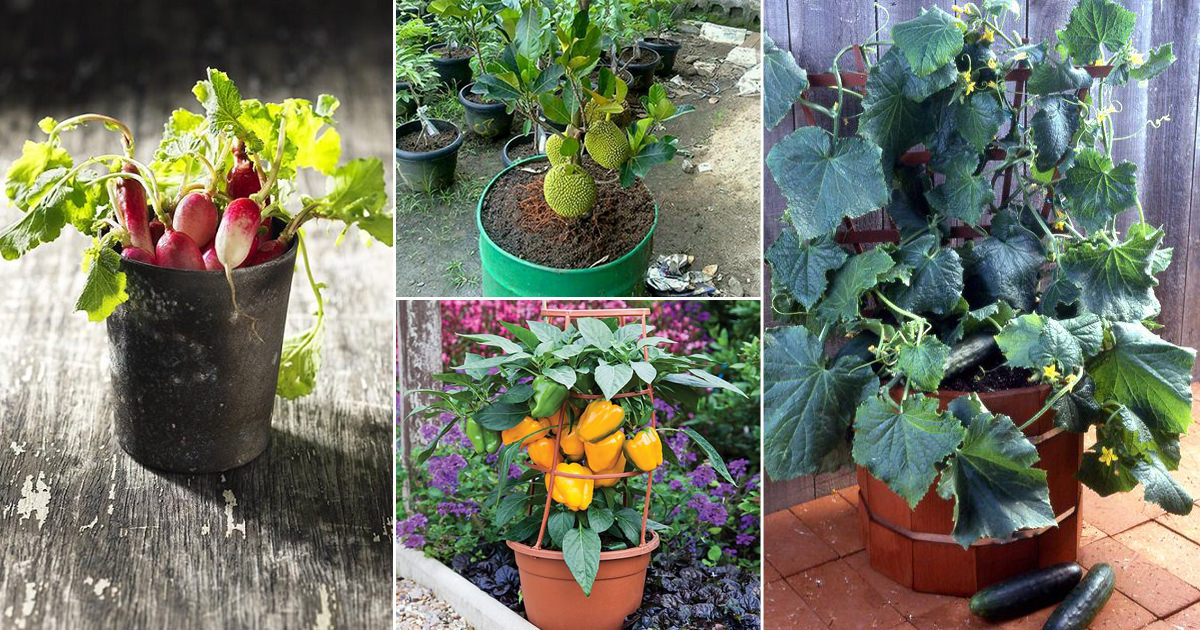 20 of the Best Vegetables to Grow in Pots in India • India Gardening