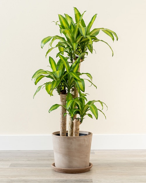 26 Best Indoor Plants For Your Home