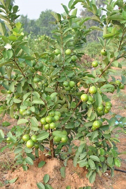 Best Guava Seasons in India | Guava Growing Tips • India Gardening