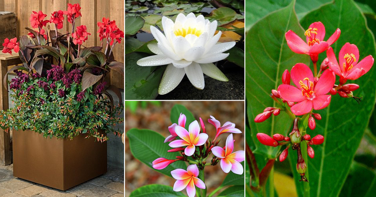Permanent Flowering Plants, What Flowers Bloom All Year Round Australia