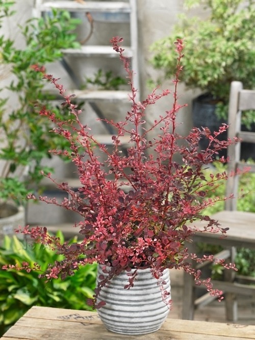 Plants with Red Leaves 10