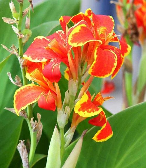Canna Lily - flowere name hindi