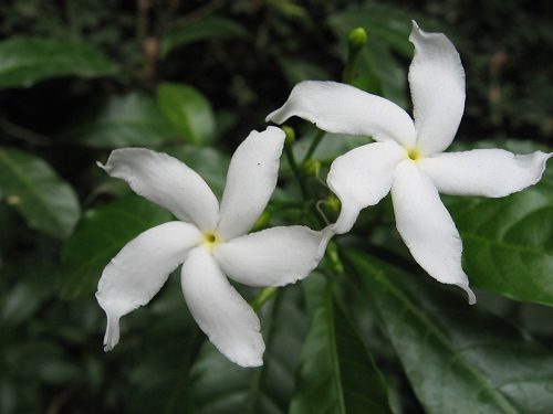 Popular Flowers Name in Kannada • India Gardening