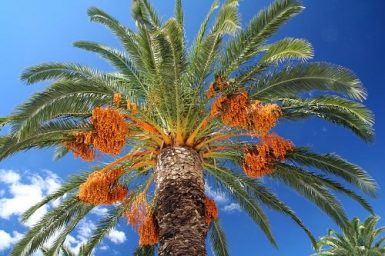 essay on date palm tree in kannada
