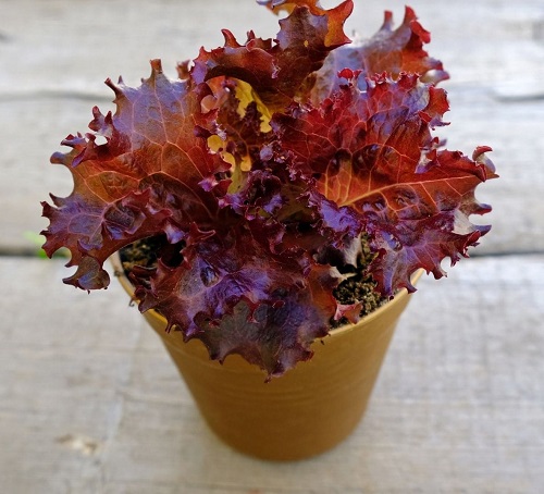 Plants with Red Leaves 11