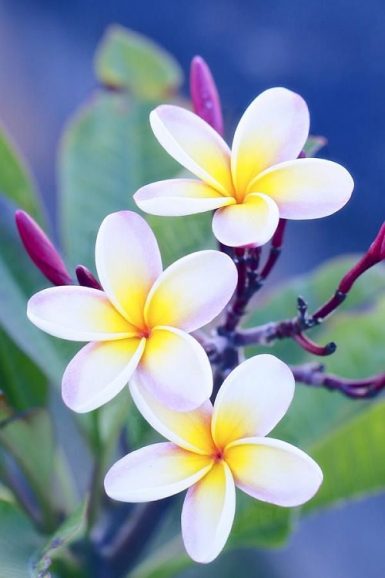 Most Popular Flower Names in Tamil & English - India Gardening