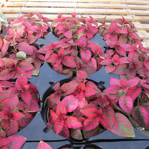15 Gorgeous Plants With Red Leaves in India • India Gardening
