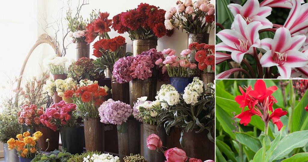 Popular Flowers Name In Gujarati India Gardening