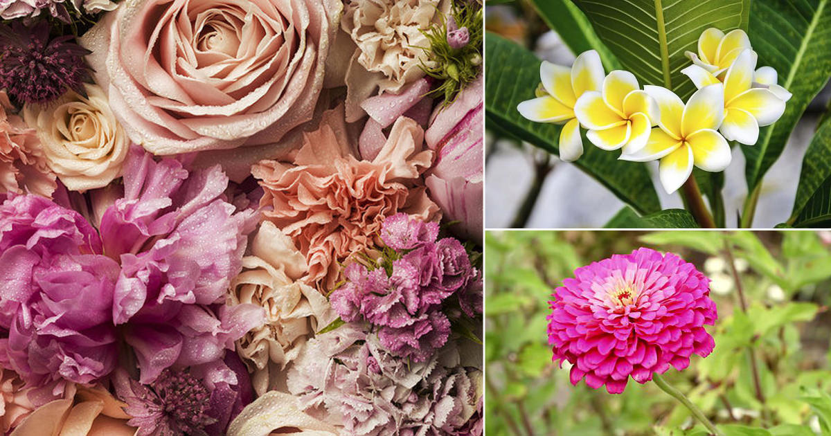 Popular Flowers Name In Telugu India Gardening