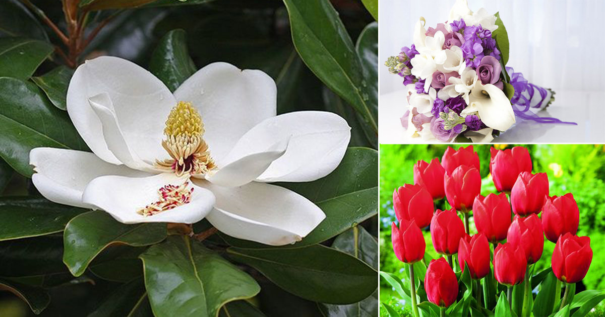 Popular Flowers Names In Sanskrit India Gardening