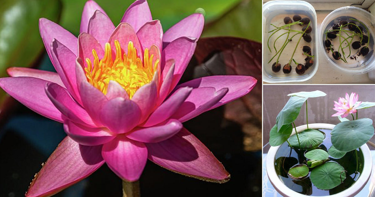 Growing Sacred Lotus from Seed in India • India Gardening