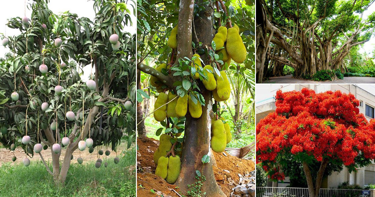 Some Popular Trees Name In Marathi India Gardening