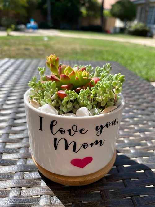 Succulent Indoor Planter Ideas 3