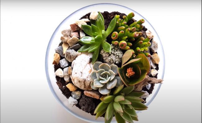 Succulent in a Glass Bowl 4