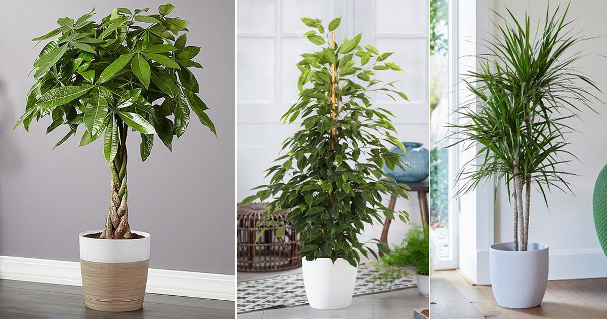 10 Indoor Trees for Your Living Room in India • India Gardening