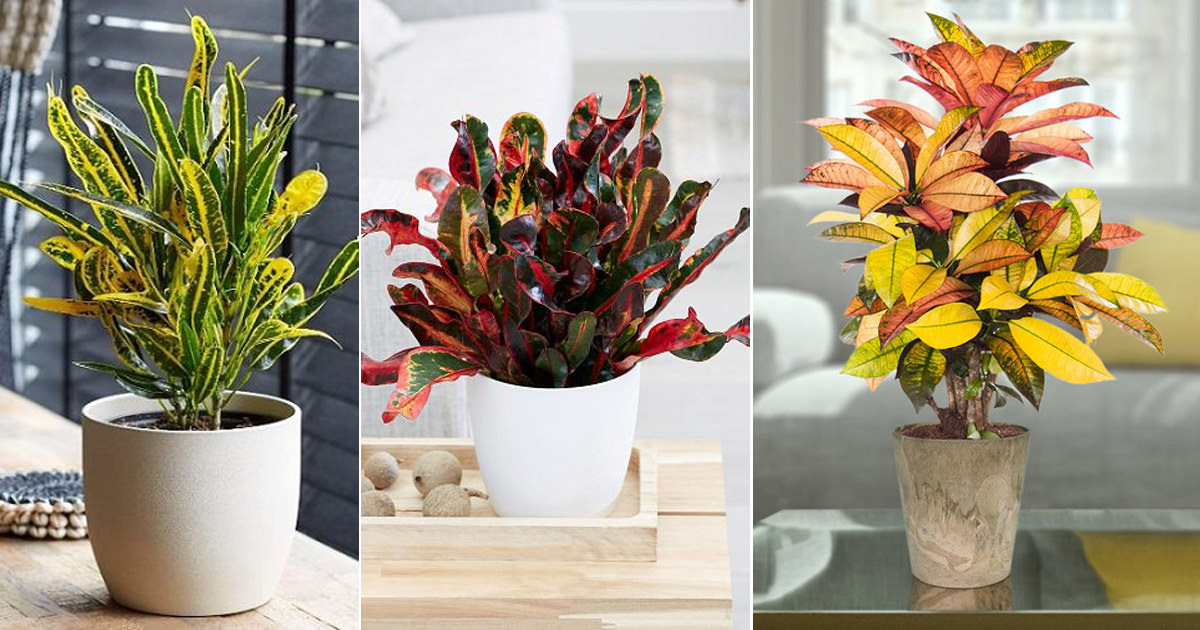 different types of croton plants