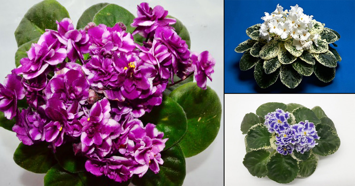 12 Types Of African Violets2 