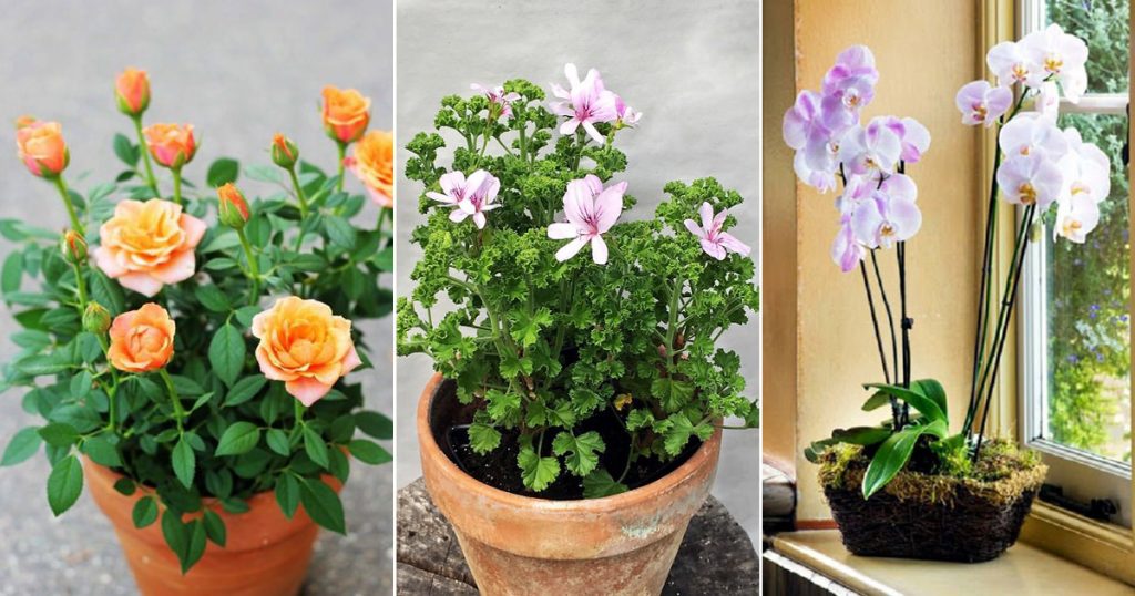 15 Best Fragrant Houseplants In India India Gardening