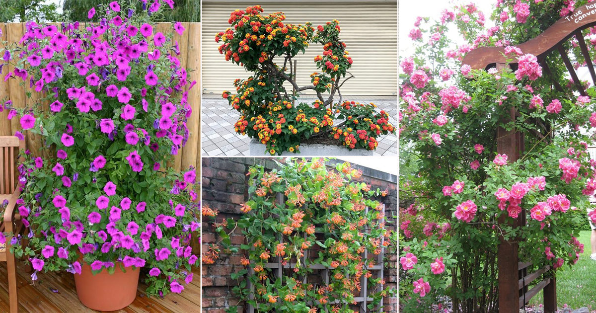 Flowering Climbers For Indian Gardens, Best Plants For Garden Trellis In India