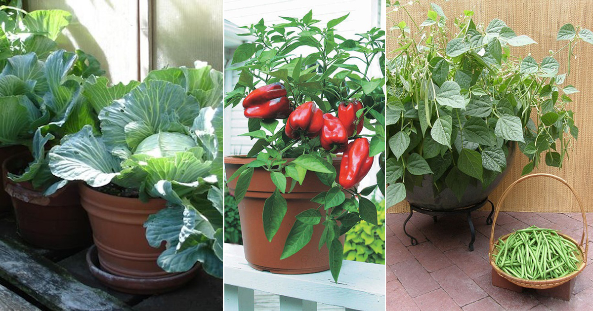 12 Best Winter Vegetables to Grow in Pots in India • India Gardening
