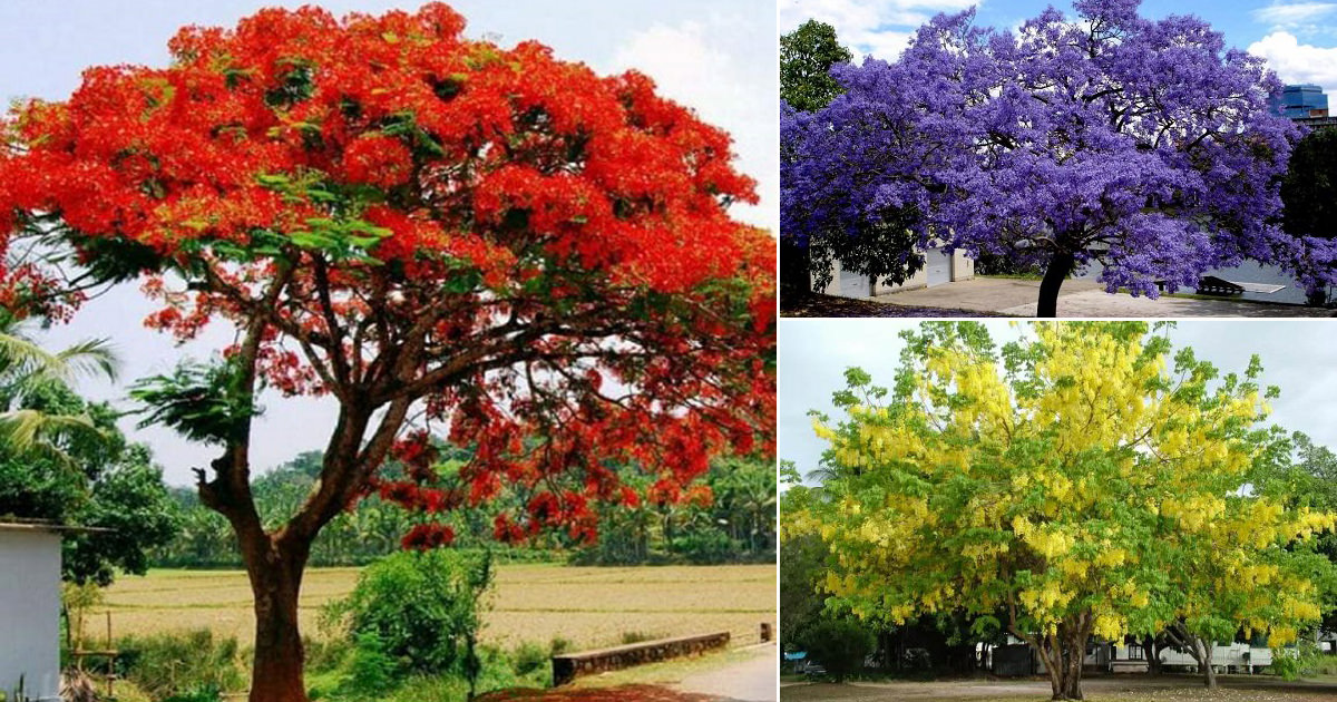 Best Tree For Garden In India Garden Design Ideas