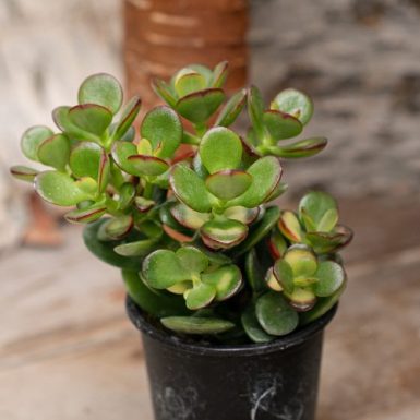 8 Fastest Growing Succulents You Can Grow in India • India Gardening