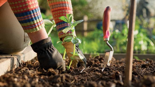  Top Gardening Tips for Beginners in India 