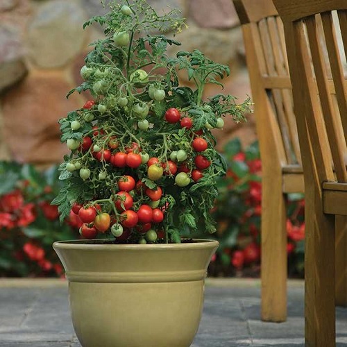 How to Grow Roma Tomatoes in Pots in India