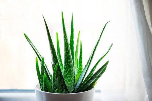 Best Ways to Care for Aloe Vera at Home 3