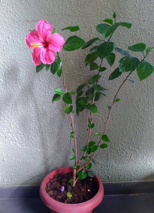 Summer Plants for Pots 3