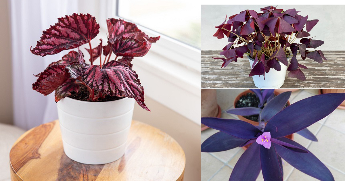 Cool indoor purple plants live