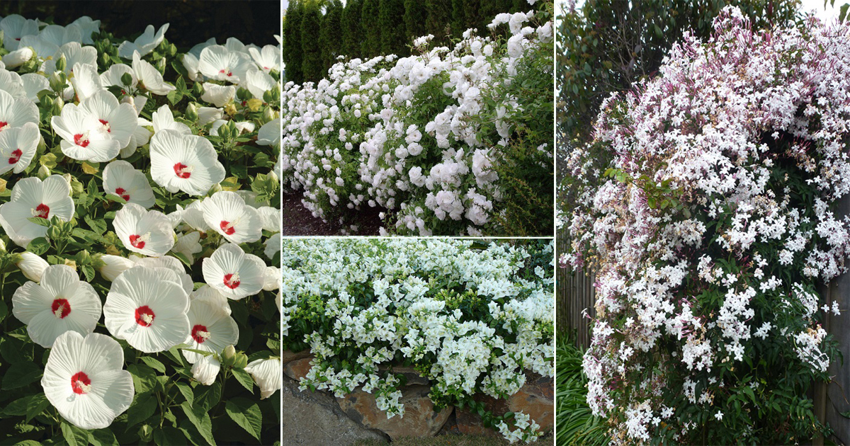 10 Beautiful White Flowering Shrubs In India • India Gardening