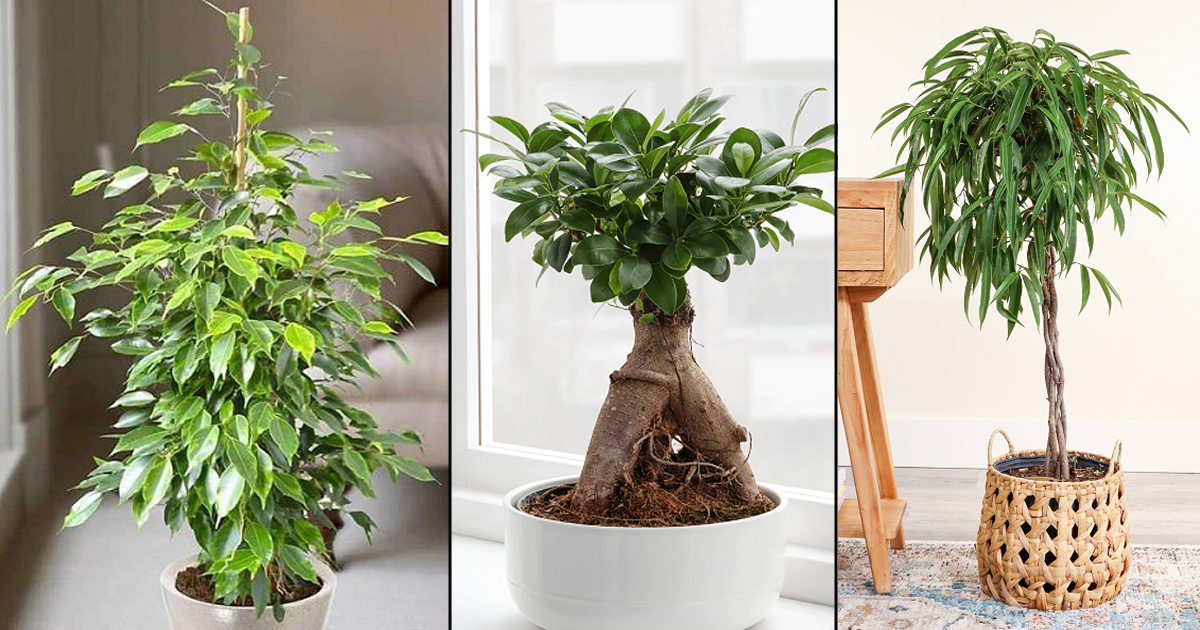 Different Types Of Ficus Plants
