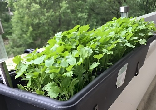 Best Balcony Garden Herbs