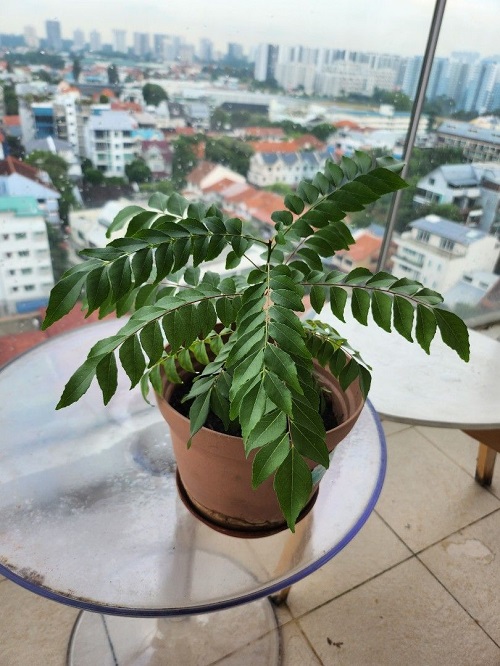Curry Leaves balcony glass table
